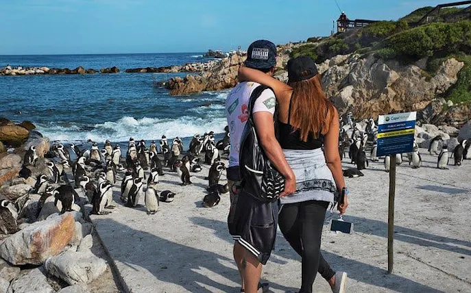 privat guidet tur til agulhas-kappet og stony point fra cape town med hotelltransport-1