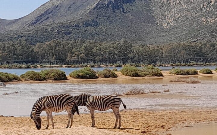 safári na reserva privada de aquila: passeio guiado em grupo reduzido para ver os “big 5”-1