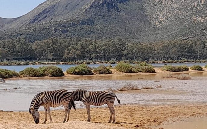 safári na reserva privada de aquila: passeio guiado em grupo reduzido para ver os “big 5”-1
