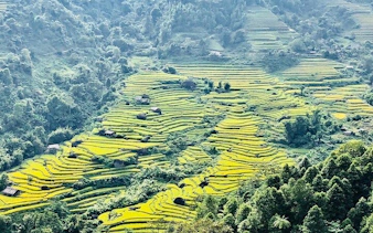 Terraced rice fields in Sapa, Vietnam, near Ta Phin Village, surrounded by lush greenery.