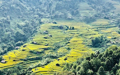 Terraced rice fields in Sapa, Vietnam, near Ta Phin Village, surrounded by lush greenery.