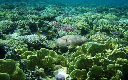 3 Pools Dahab Trip and Canyon By Bus & Camel Ride-Sharm El Sheikh