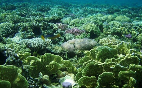 3 Pools Dahab Trip and Canyon By Bus & Camel Ride-Sharm El Sheikh