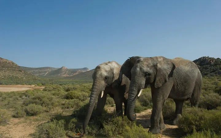 Aquila Game Reserve Safari: Shared Hotel Transfers and Group 4x4 Game Drive Image 10