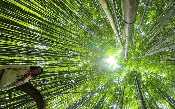 Bamboo forest view on Mu Cang Chai to Sapa motorbike tour, Northern Vietnam.