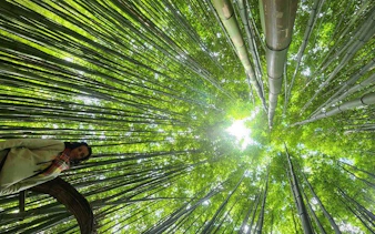 Bamboo forest view on Mu Cang Chai to Sapa motorbike tour, Northern Vietnam.