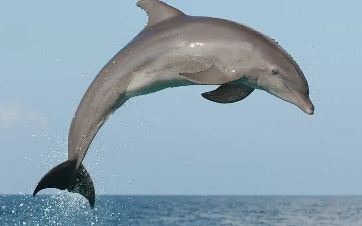Swim with Dolphins Experience with Hotel Transfers in Sharm El Sheikh Image 10