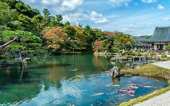 Arashiyama pond with koi fish and autumn trees, Kyoto walking tour.