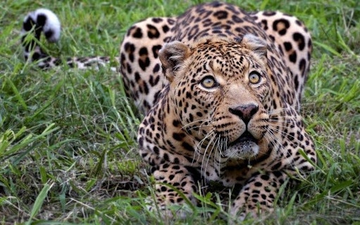 private safari-tour im aquila private game reserve mit transfer ab kapstadt-5
