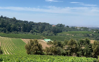 robben island, kirstenbosch botanical garden, and south african wine tour-6