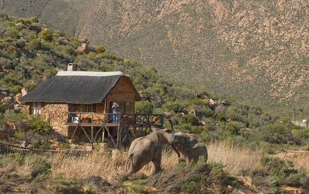 riserva faunistica privata dell'aquila: trasferimenti condivisi ed esperienza safari guidata con prelievo e riconsegna in hotel (tasse di ingresso escluse)-4
