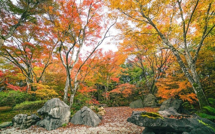 tur pietonal prin pădurea de bambus și grădina ascunsă din arashiyama, kyoto-4