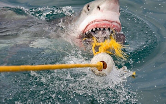 from cape town: gansbaai shark cage diving and stony point penguin colony tour-5