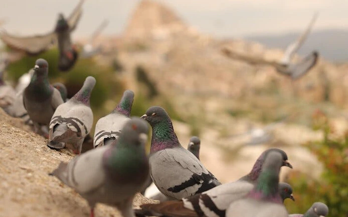 Cappadoce : excursion privée d'une journée avec un guide local et transferts inclus