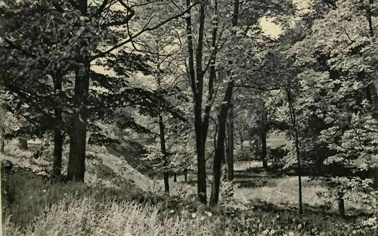 Trinity Bellwoods Park Self-Guided Audio Walk: Buried Ravine, College Gates and White Squirrels
