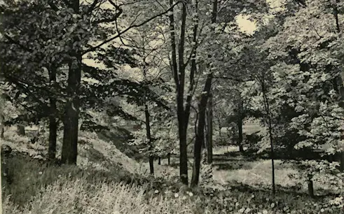 Trinity Bellwoods Park trees and ravine, Toronto.