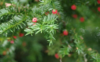 Evergreen branches with red berries at Real Jardín Botánico, Madrid.