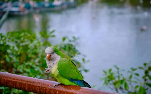 Parrot perched by the lake in Ciutadella Park, Barcelona.