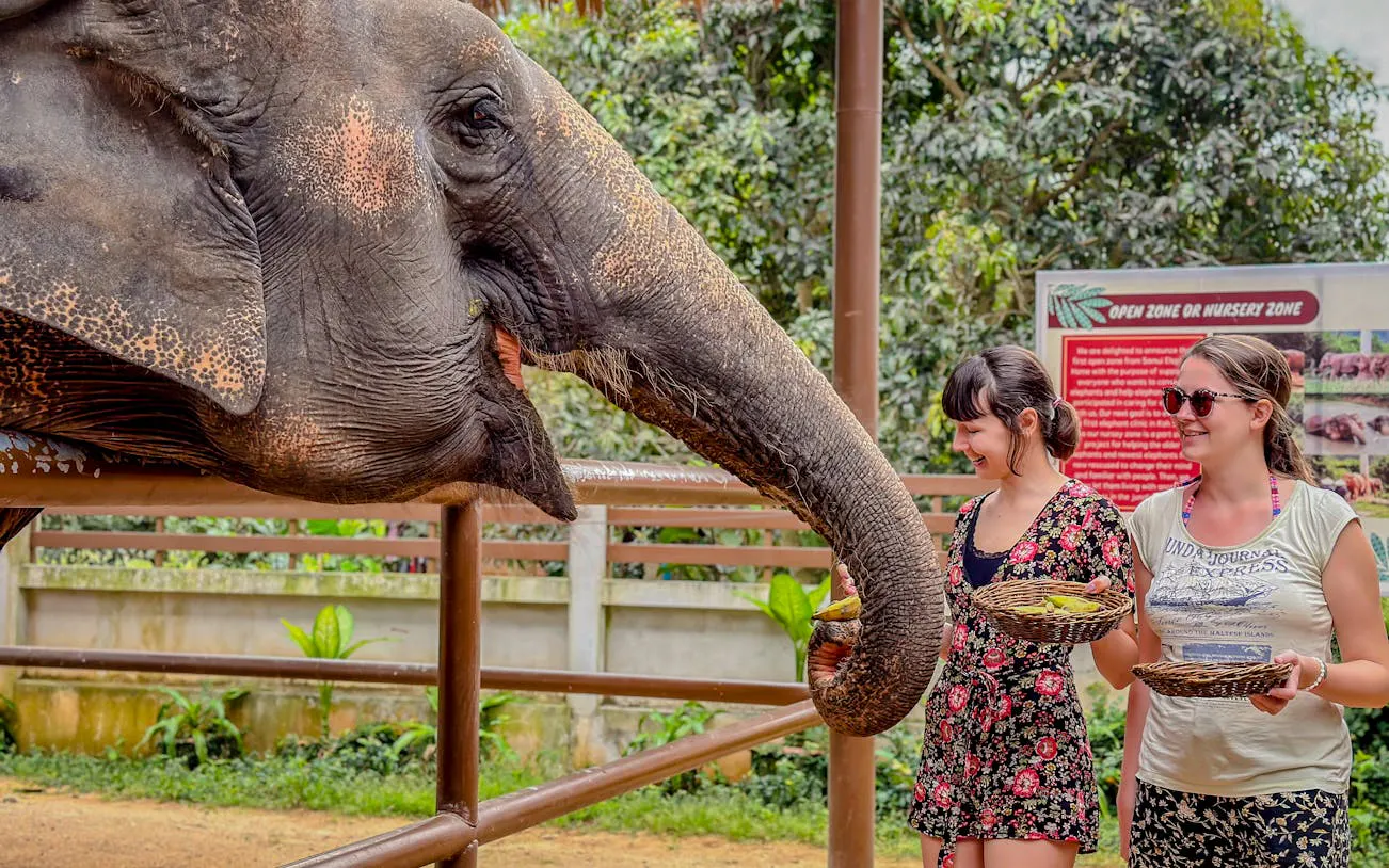 Samui: Feeding Program at the Elephant Home Nursery