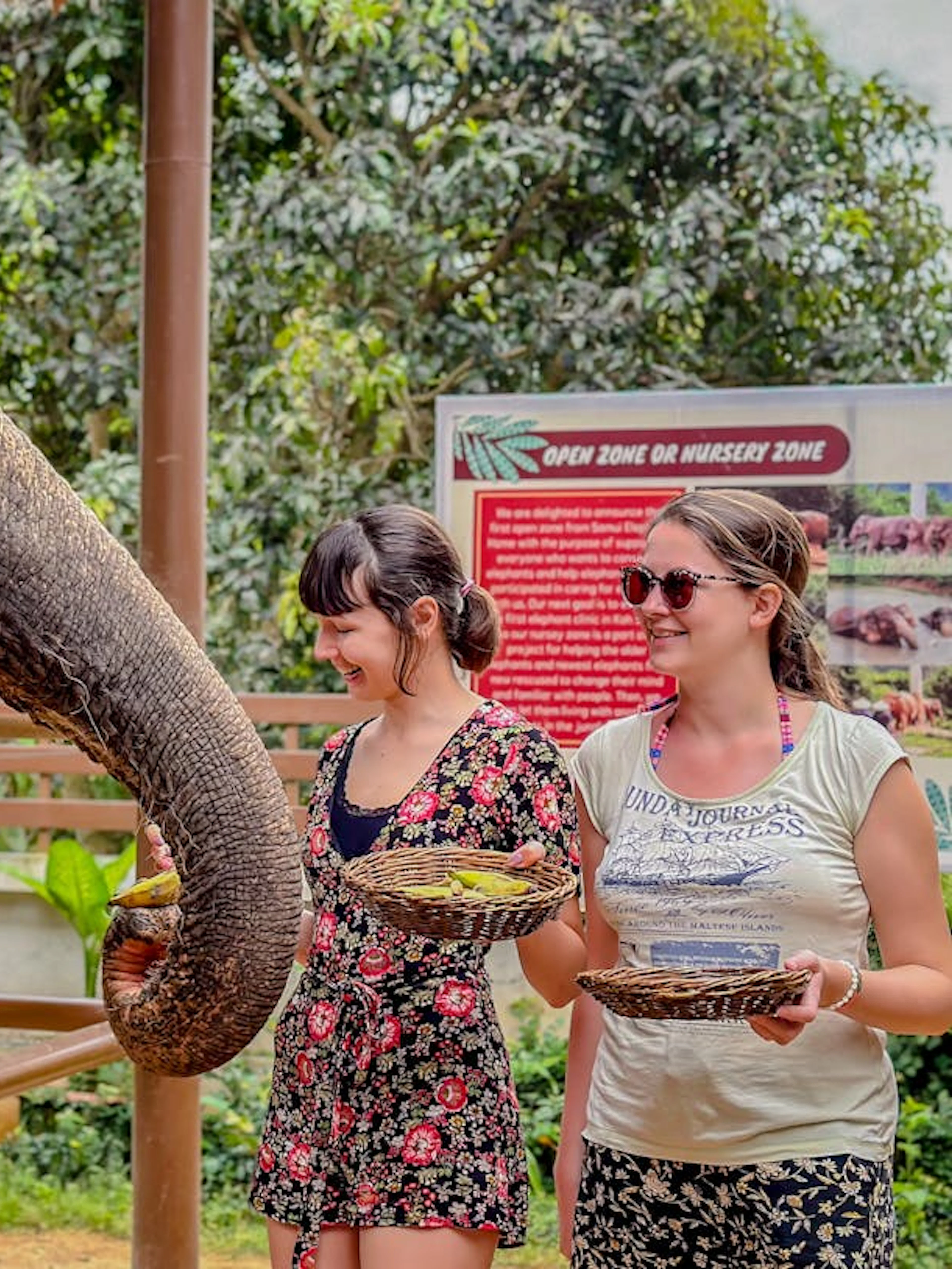 Elephant being fed by visitors at Samui Elephant Home Nursery.