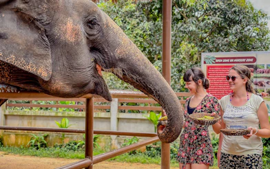 Elephant being fed by visitors at Samui Elephant Home Nursery.