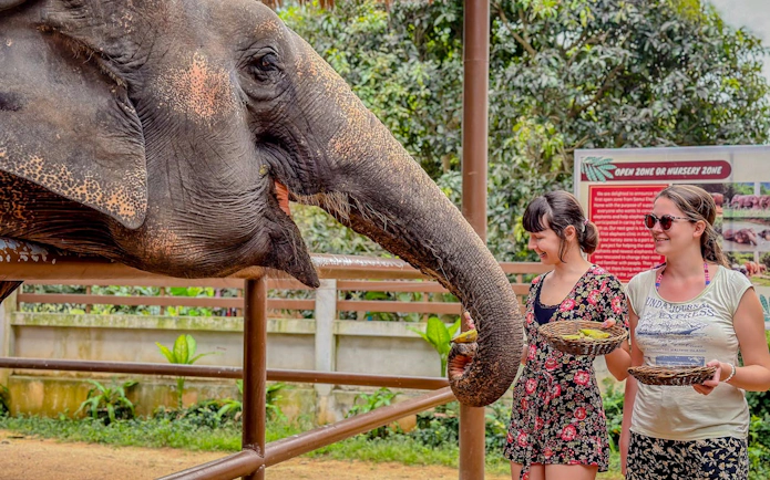 Elephant being fed by visitors at Samui Elephant Home Nursery.