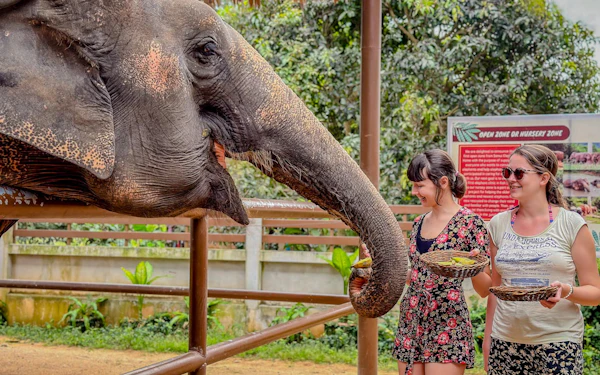 Koh Samui: Guided Feeding at Ethical Elephant Nursery Tour with Transfers