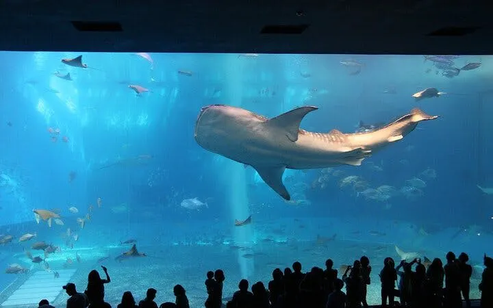 forhåndsbestilte billetter til de 6 største attraksjonene i cape town: robben island, taffelberget, two oceans aquarium, cape wheel, kirstenbosch botaniske hage, groot constantia-6