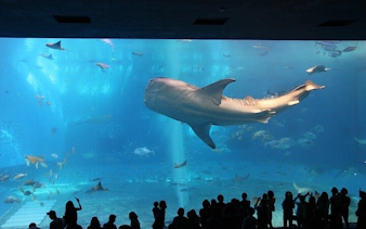 biglietti prenotati in anticipo per le 6 principali attrazioni di città del capo: robben island, table mountain, two oceans aquarium, cape wheel, giardini botanici di kirstenbosch, groot constantia-6