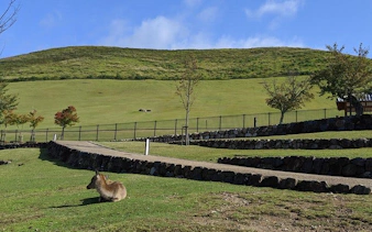 nara private guided cross bike tour with admission fees and bike gear-7