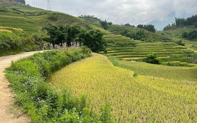 Terraced rice fields in Sapa with a winding path, part of a guided motorbike tour to Cat Cat Village.