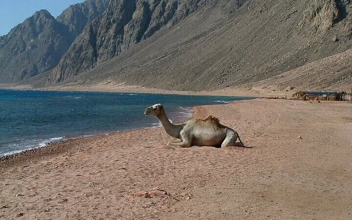 Camel resting on sandy beach with mountains and sea, part of 3 Pools Dahab trip from Sharm El Sheikh.