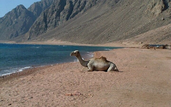 Camel resting on sandy beach with mountains and sea, part of 3 Pools Dahab trip from Sharm El Sheikh.