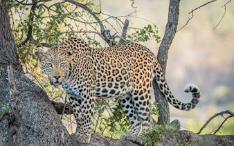johannesburg'dan kruger ulusal parkı kara safari turu: gün batımı vahşi hayvan gözlem turu ve yemekler dahil-10