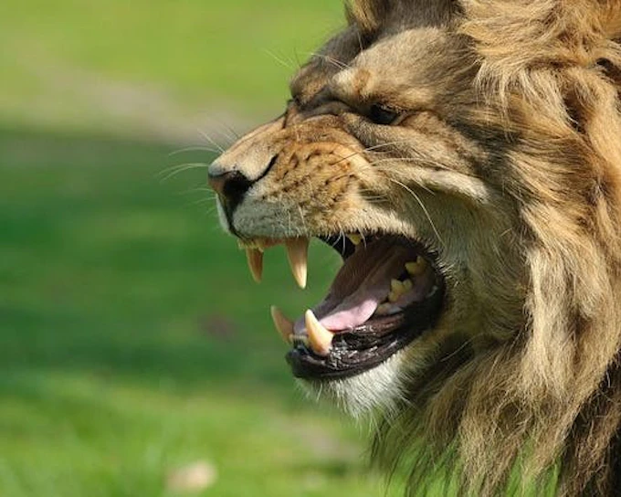 Cape Town Private Big-Five Safari Tour with Hotel Pickup and Fairview Wine & Cheese Tasting