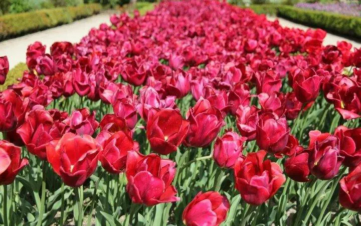 Tulip garden at Real Jardín Botánico Madrid, showcasing vibrant red blooms.