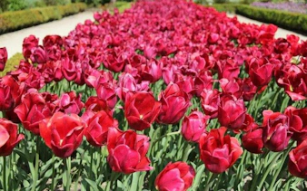 Tulip garden at Real Jardín Botánico Madrid, showcasing vibrant red blooms.