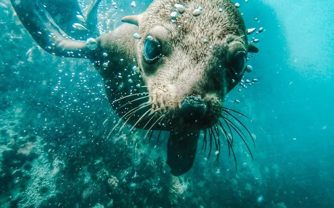 cape town seal snorkelling, penguin colony and cape of good hope private tour-1
