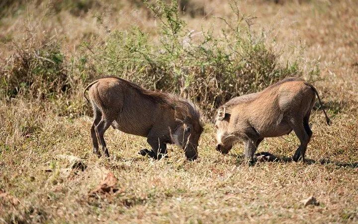 Warthogs grazing in Hluhluwe-Imfolozi Park during a safari tour from Durban.
