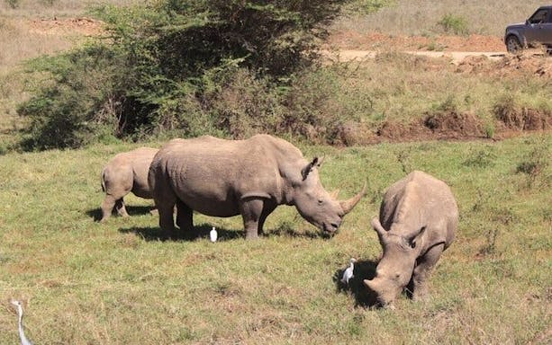 nairobi urban safari: half-day wildlife adventure-2