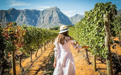 stellenbosch ve franschhoek özel şarap turu: şarap tadımı ve öğle yemeği dahil-1