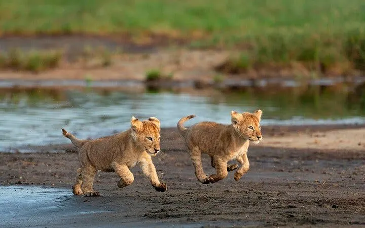 Zanzibar and Serengeti Guided Tour: Beaches, Game Drives, and Local Experiences Image 10