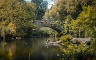 Stone bridge over a pond in Central Park, New York, surrounded by lush greenery.