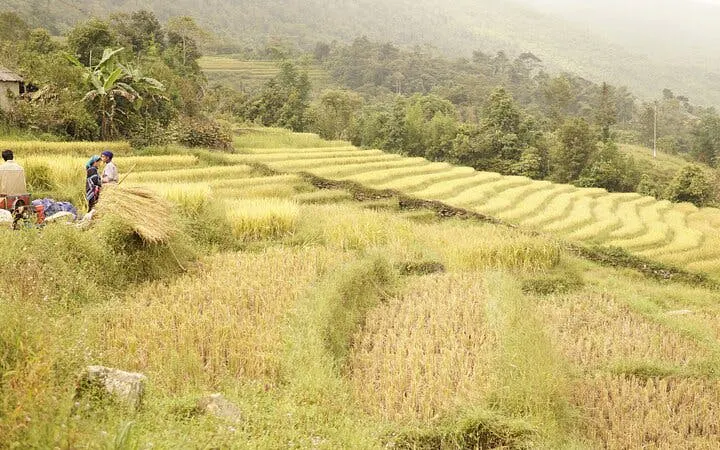 Terraced rice fields in Sapa with locals harvesting crops, part of the motorbike tour to Dragon Waterfall.