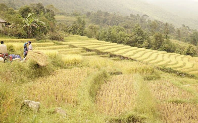 Terraced rice fields in Sapa with locals harvesting crops, part of the motorbike tour to Dragon Waterfall.