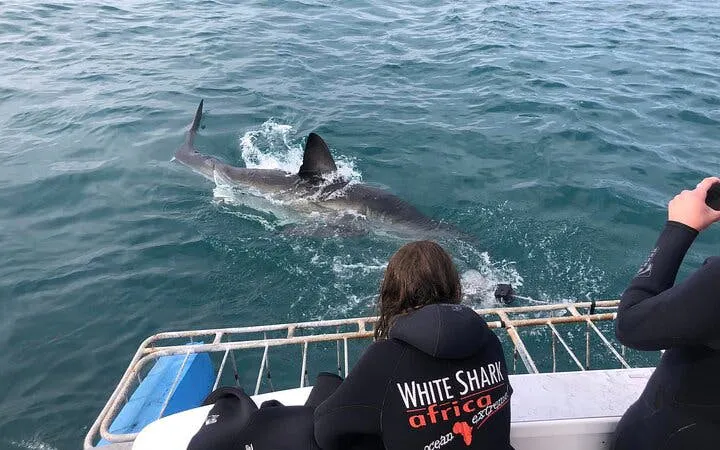 Garden Route Adventure Tour from Cape Town: Bungee Jump & Shark Cage Diving with Accommodation Image 10