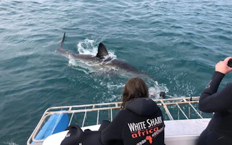 garden route adventure tour from cape town: bungee jump & shark cage diving with accommodation-10