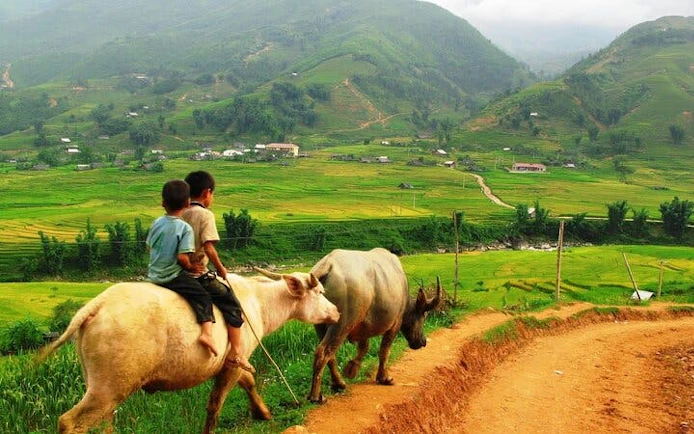 Children riding buffaloes on a dirt path in Sapa's Ta Phin Village, surrounded by lush green hills.