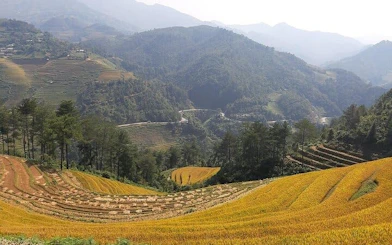 Rice terraces and forested hills in Sa Pa, Vietnam, viewed during a private car tour to Mu Cang Chai.