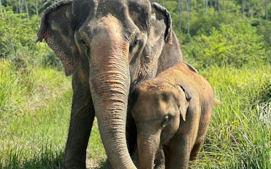 Elephants in lush greenery at Samui Elephant Conservation, Koh Samui.